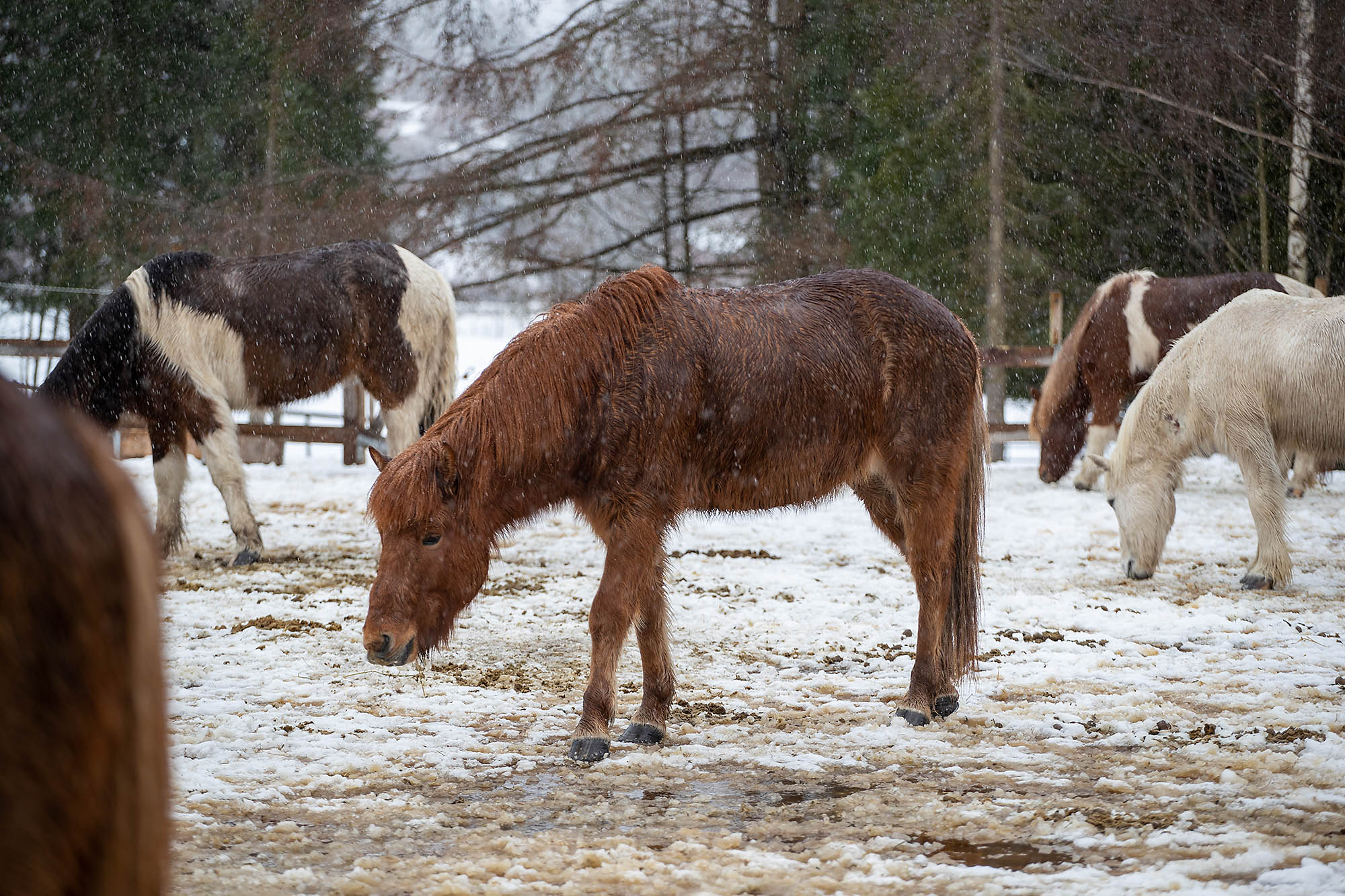 Hester 3 - Camp Asker